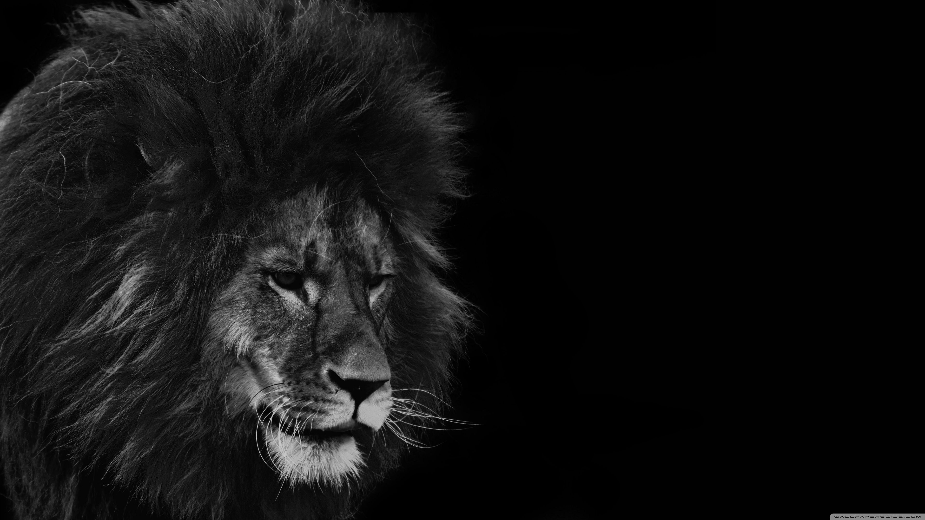 Black Lion Wallpaper HD 4k
