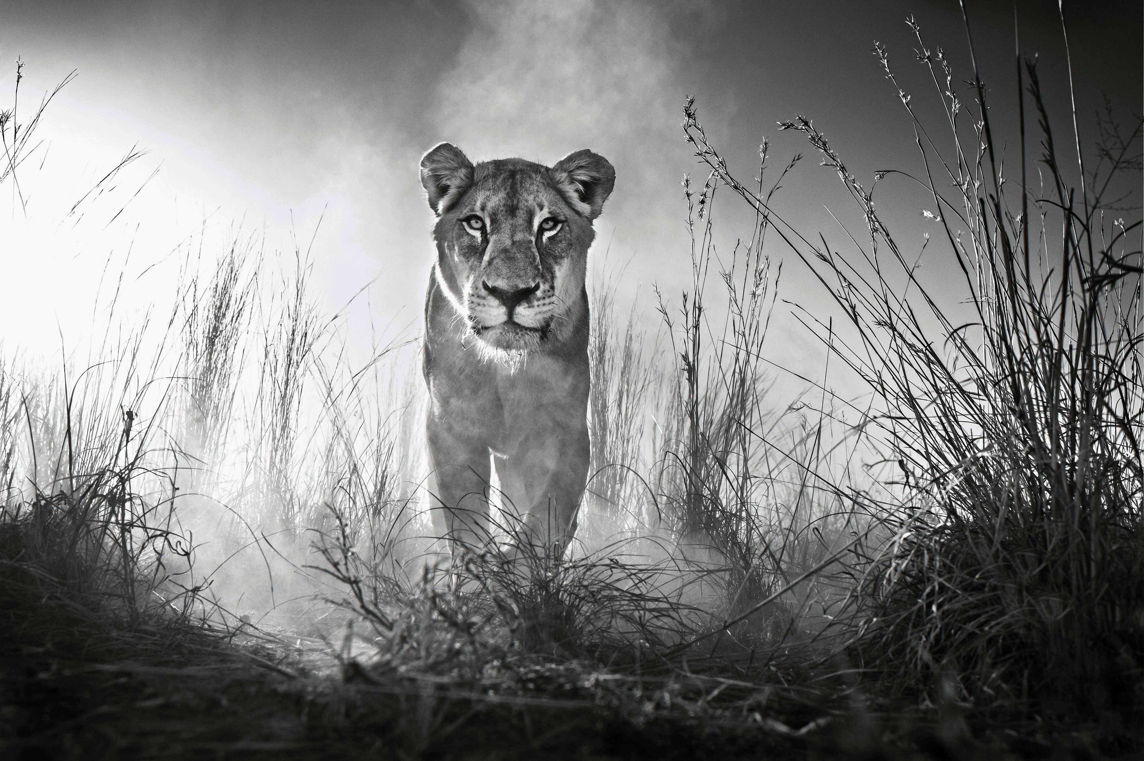 Lion 4k Black And White, HD Animals, 4k Wallpaper, Image, Background, Photo and Picture