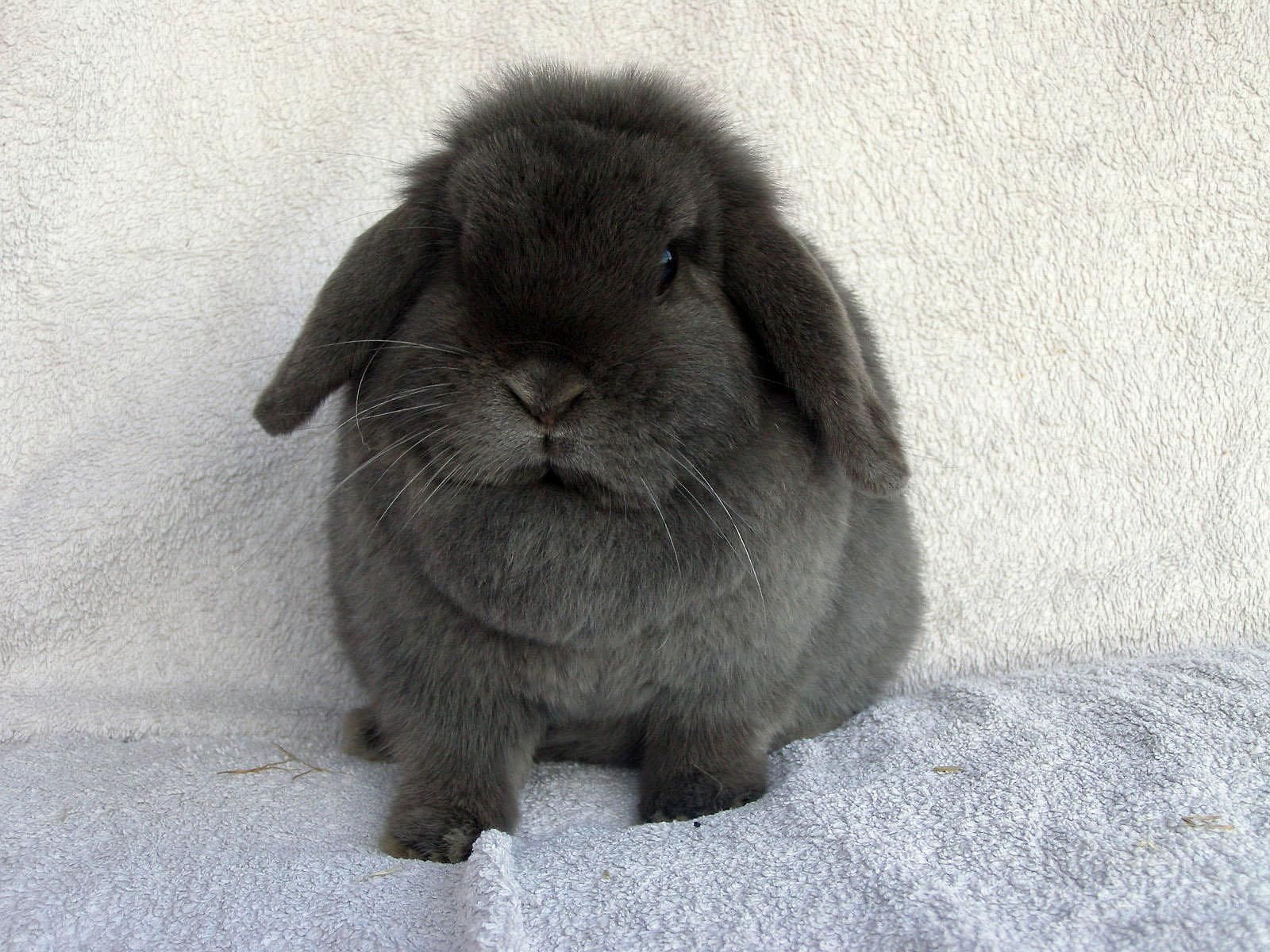 Free wallpaper Blue mini lop bunny. Mini lop bunnies, Mini lop, Mini lop rabbit