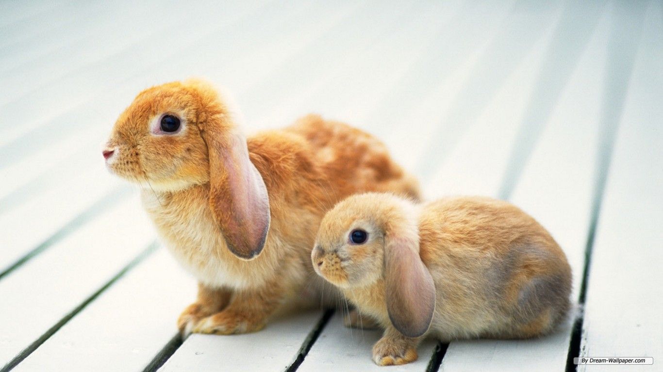 Bunny Rabbits ideas. bunny, rabbit, cartoon characters