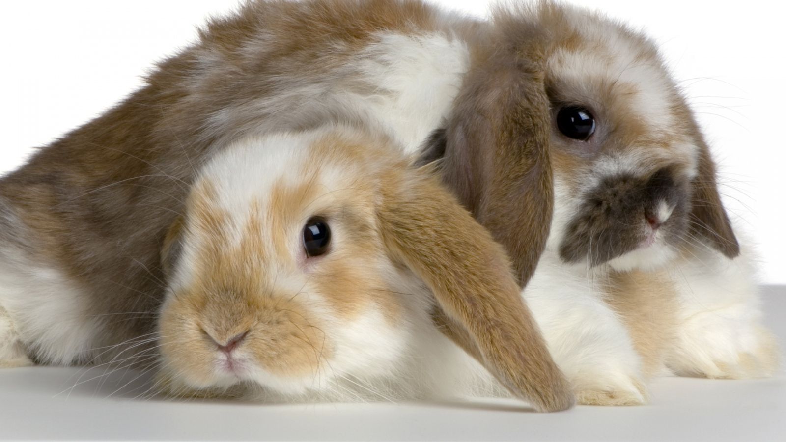 Sweet Bunnies Rabbits Wallpaper