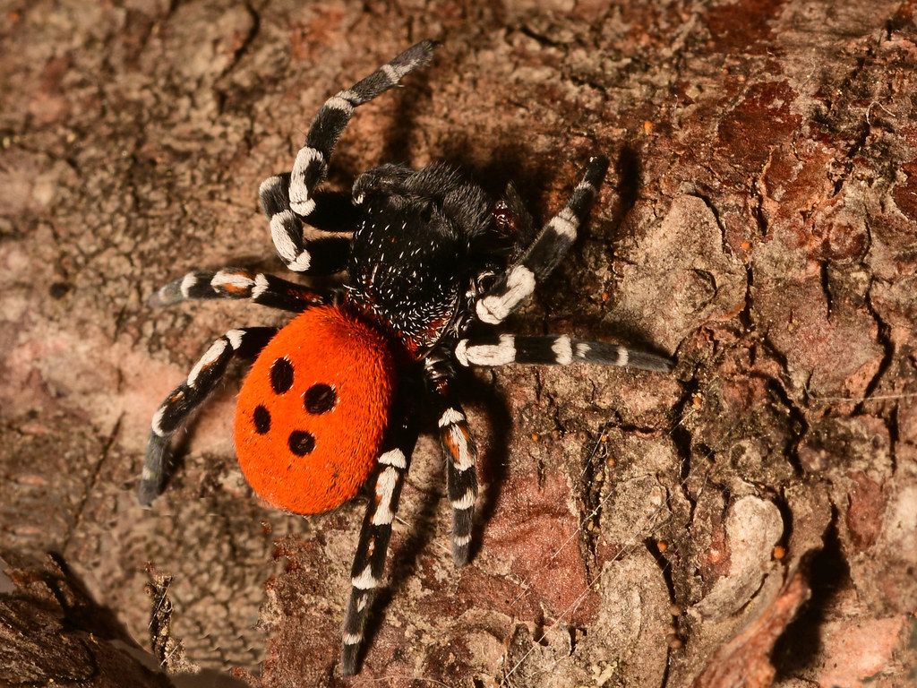 DSC_0966 Ladybird spider sandaliatus. Austria Than