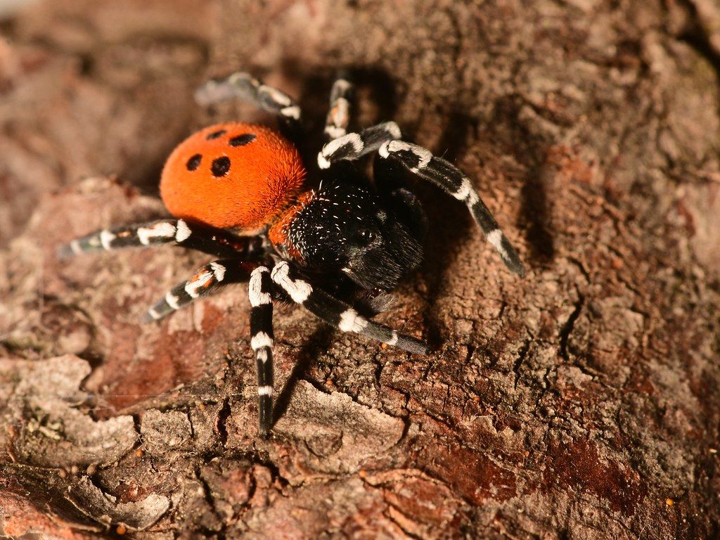 DSC_0978 Ladybird spider sandaliatus. Austria Than