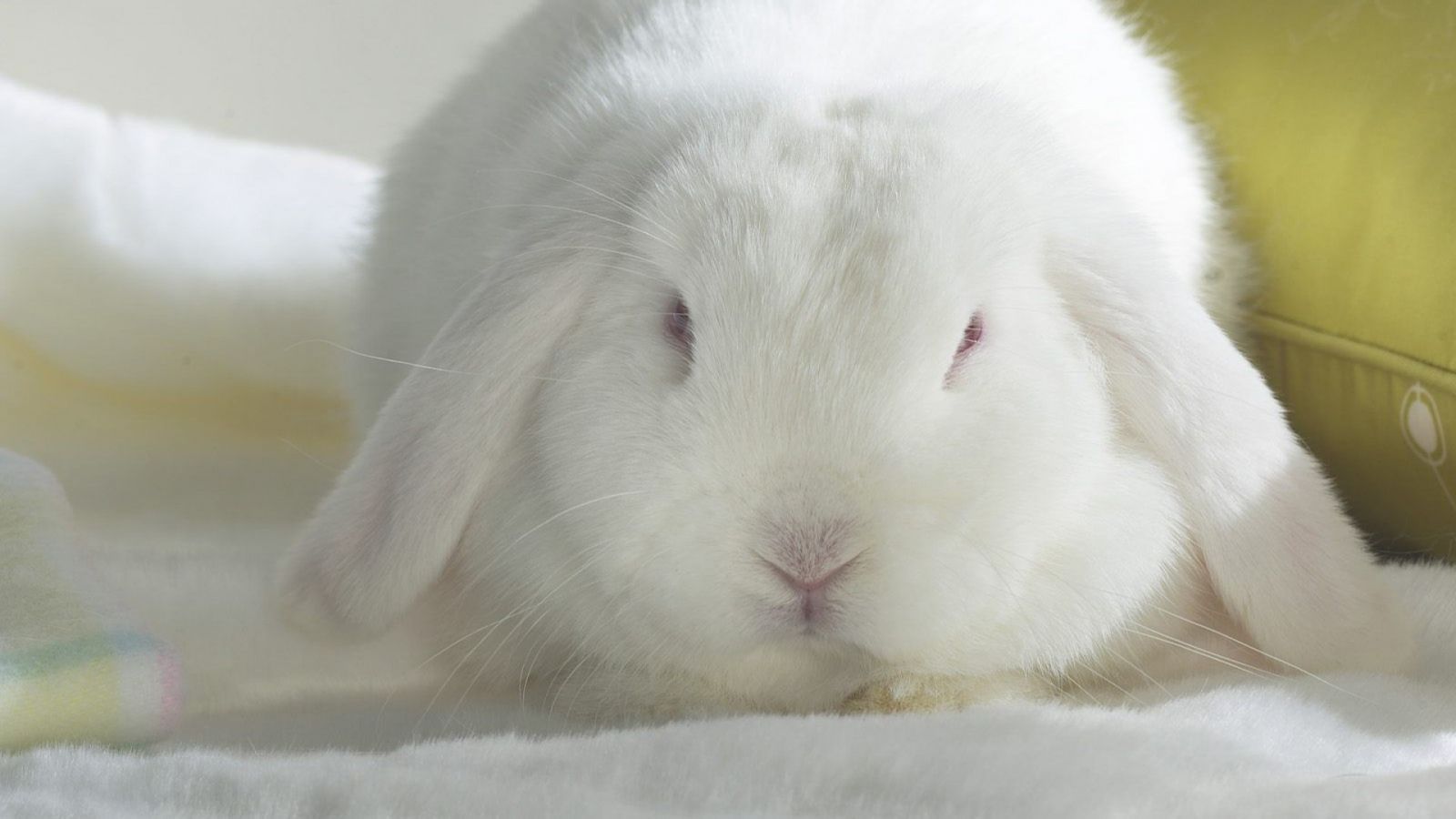 Bunny Rabbits Wallpaper: Albino Lop. Bunny wallpaper, Rabbit wallpaper, Beautiful rabbit