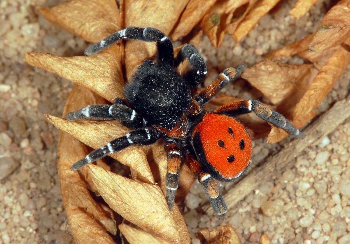 Ladybird Spider (Eresus kollari) · iNaturalist