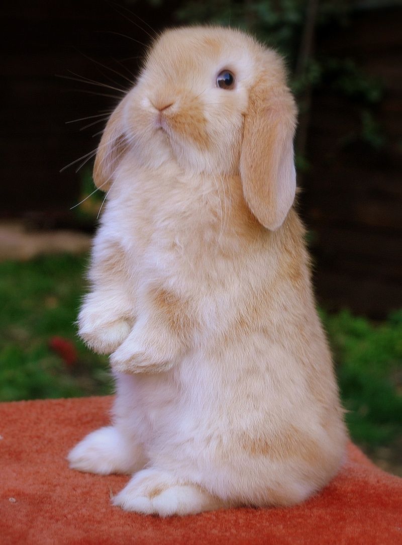 Home lop rabbits. Cute baby bunnies, Fluffy animals, Pet bunny