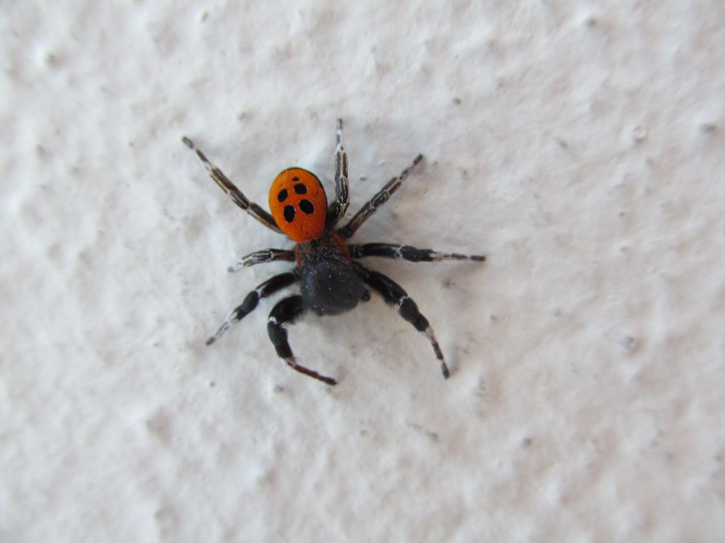 Ladybird spider. Spotted on a wall at our hotel. I kept wel