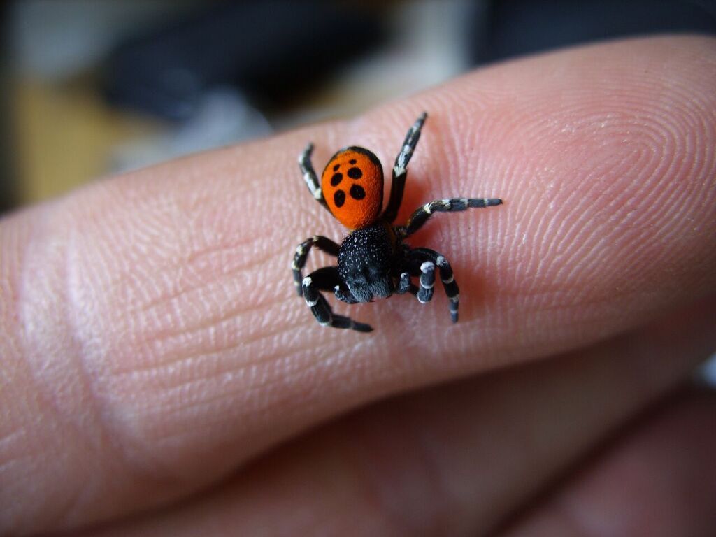 Festively Dressed Spider Doing Well In New Home News Shared