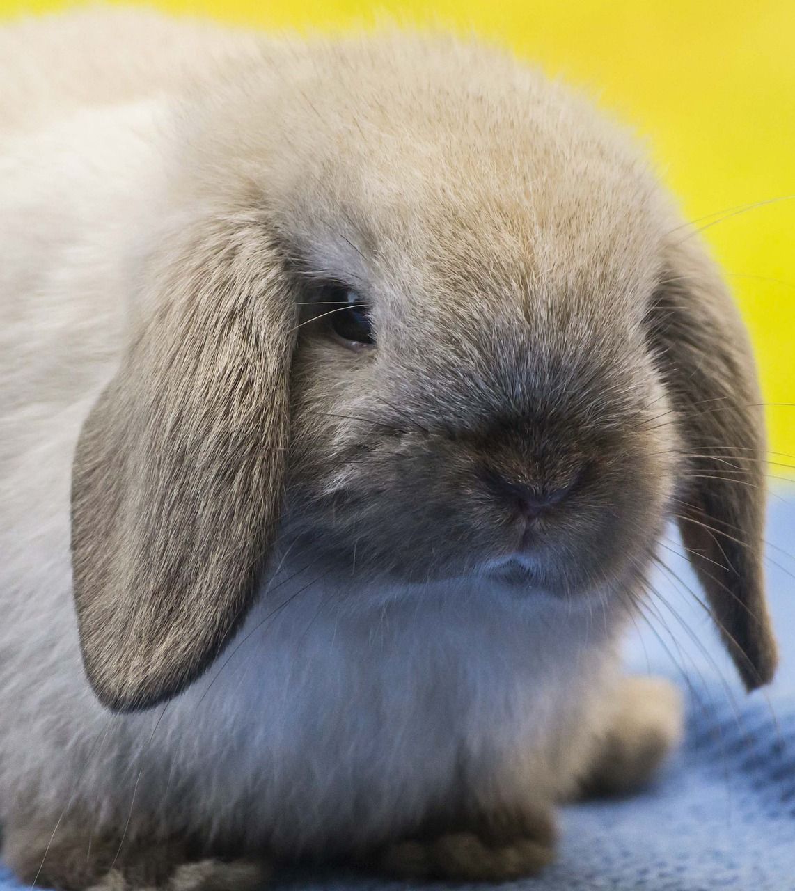 Charming Dwarf Rabbit Breeds (With Picture)