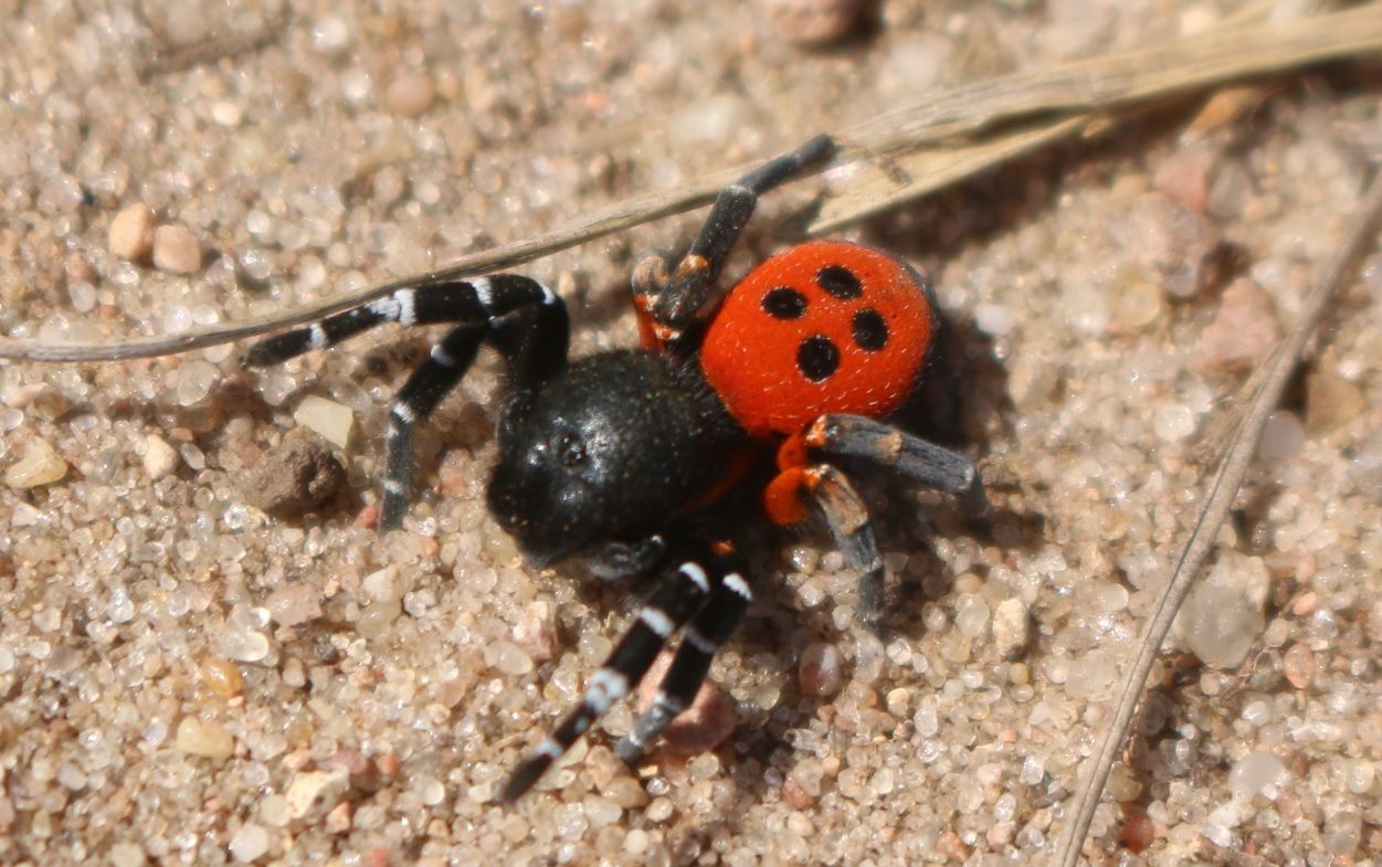Ladybird Spider (Eresus kollari) · iNaturalist