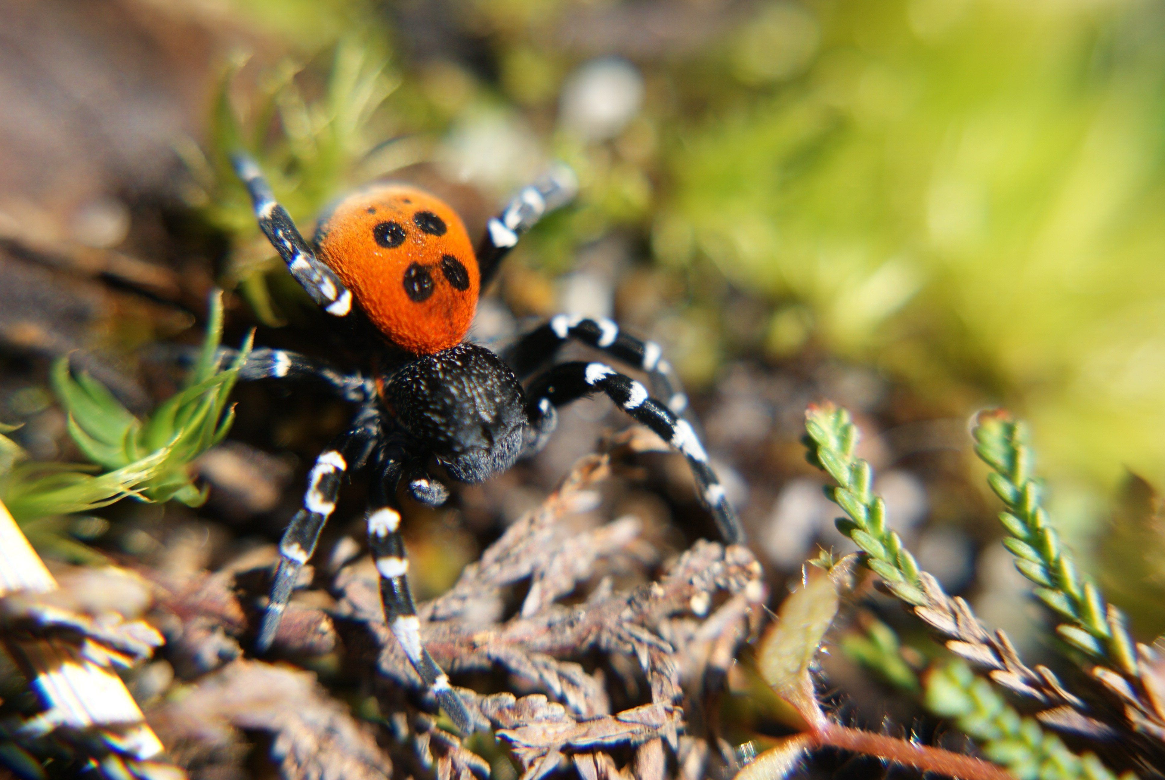 LadyBird Spider