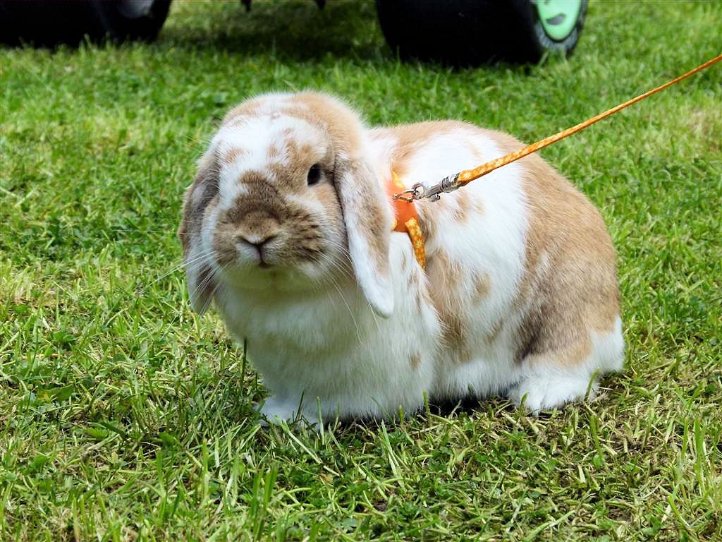 Gorgeous Mini Lop Rabbit :-). Mr. Noah going for a walk