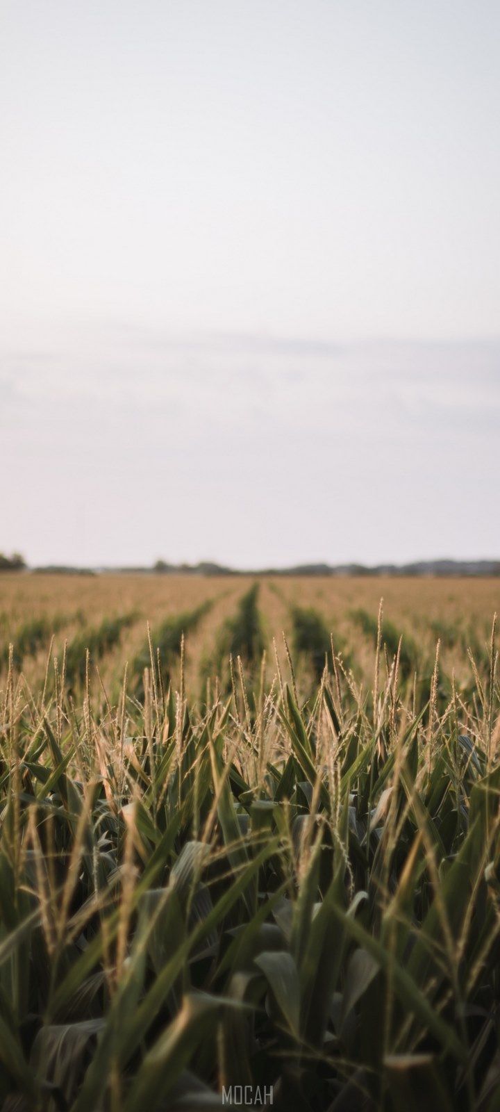 Xiaomi Poco C3 HD wallpaper, Background