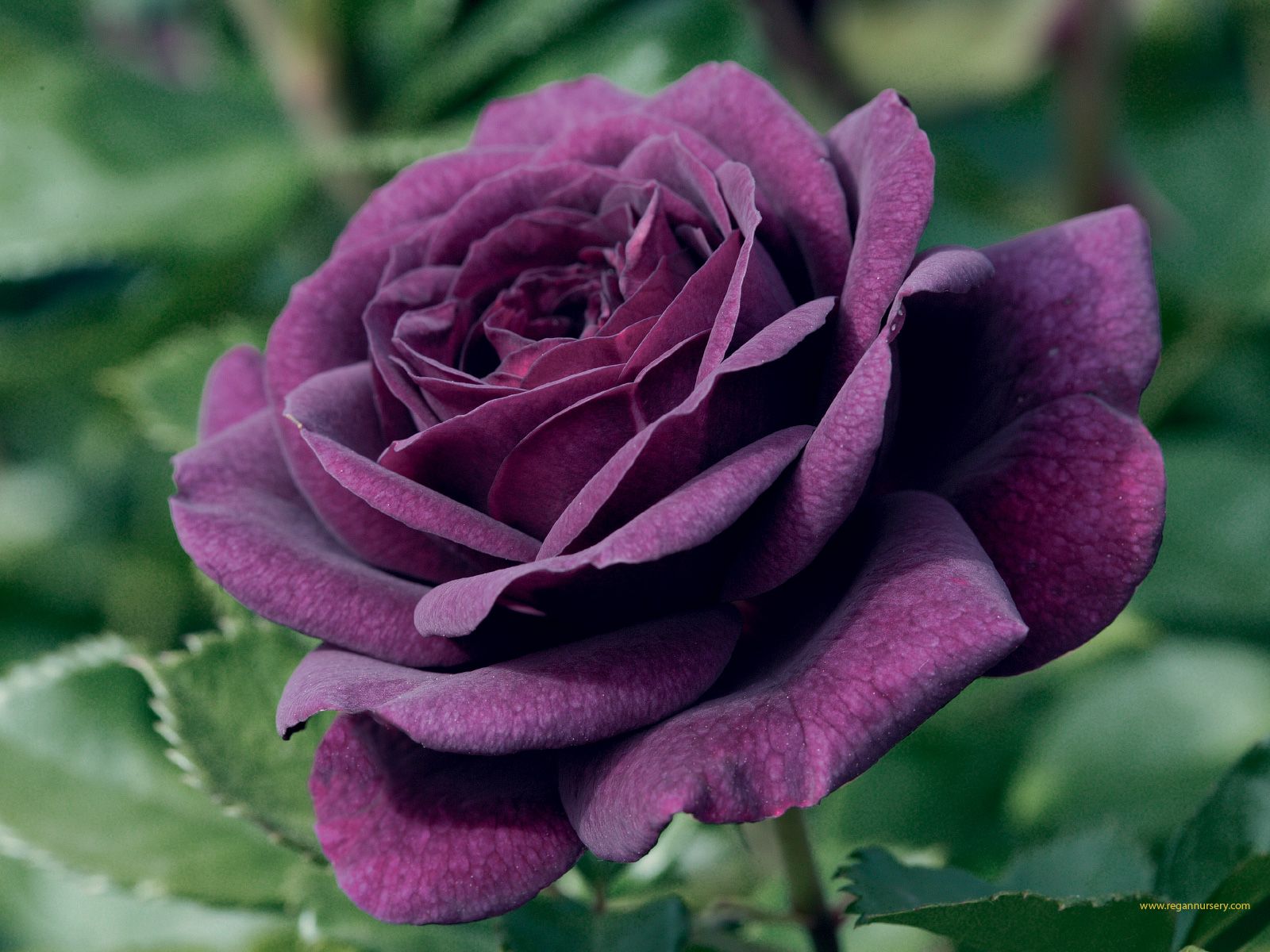 Free download Black Rose Wallpaper Love Rose Wallpaper Purple Rose Wallpaper [1600x1200] for your Desktop, Mobile & Tablet. Explore Dark Purple Roses Wallpaper. Purple Wallpaper Background, Purple And Black