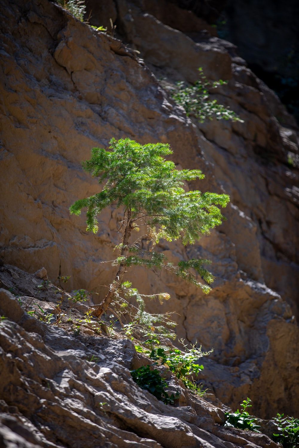 green tree on brown rocky mountain during daytime photo