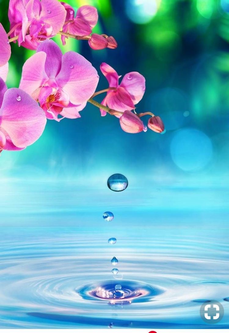 Beautiful Cute Nature Flower Wallpaper