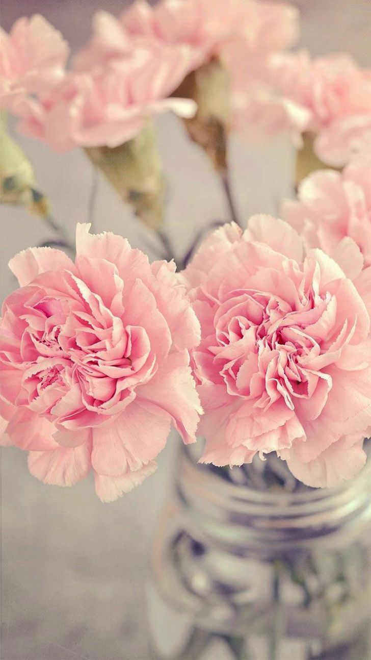 Beautiful Flower Wallpaper For Android Phone