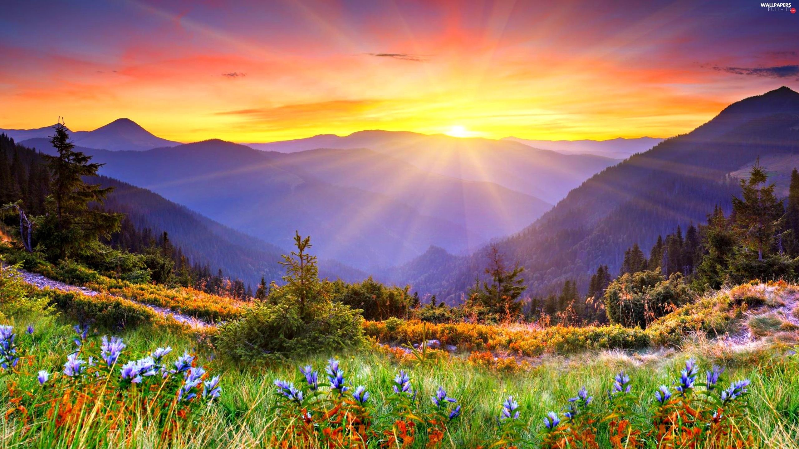 sun, rays, Spring, Mountains HD Wallpaper: 2560x1440