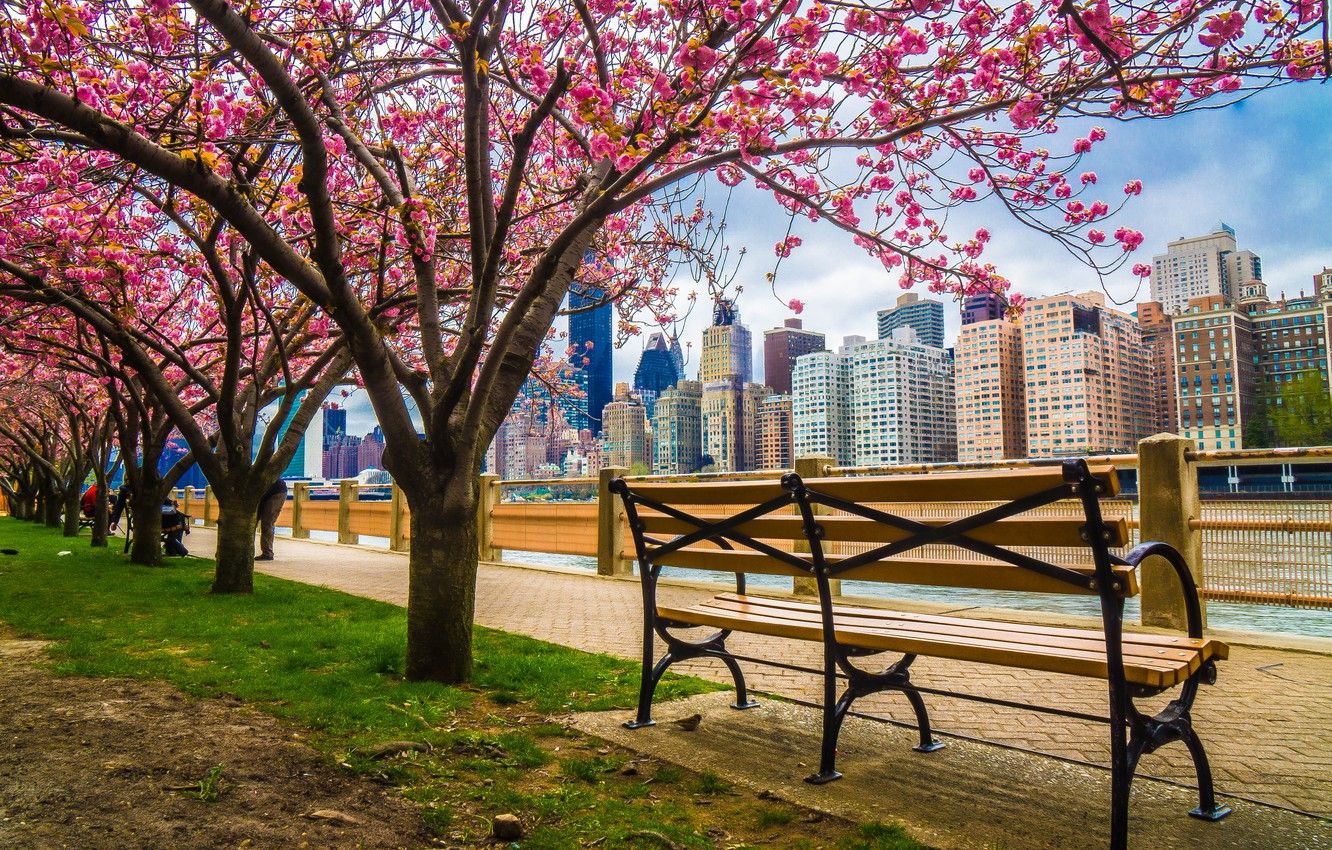Wallpaper trees, the city, building, home, spring, New York, USA, benches, flowering, promenade, skyscrapers, cherry image for desktop, section город