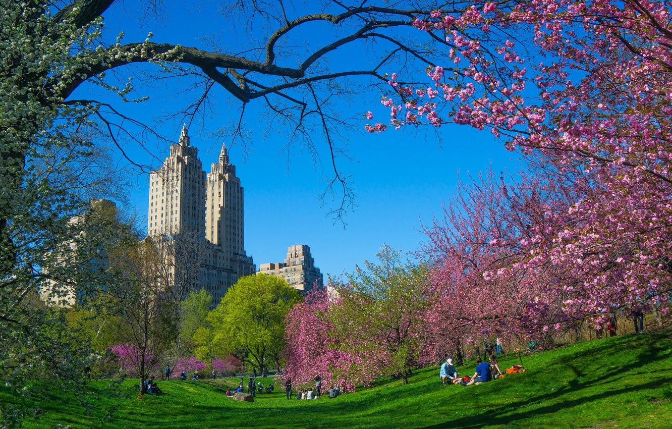 Wallpaper trees, branches, the city, spring, New York, USA, flowering, skyscrapers, cherry, Central Park image for desktop, section город