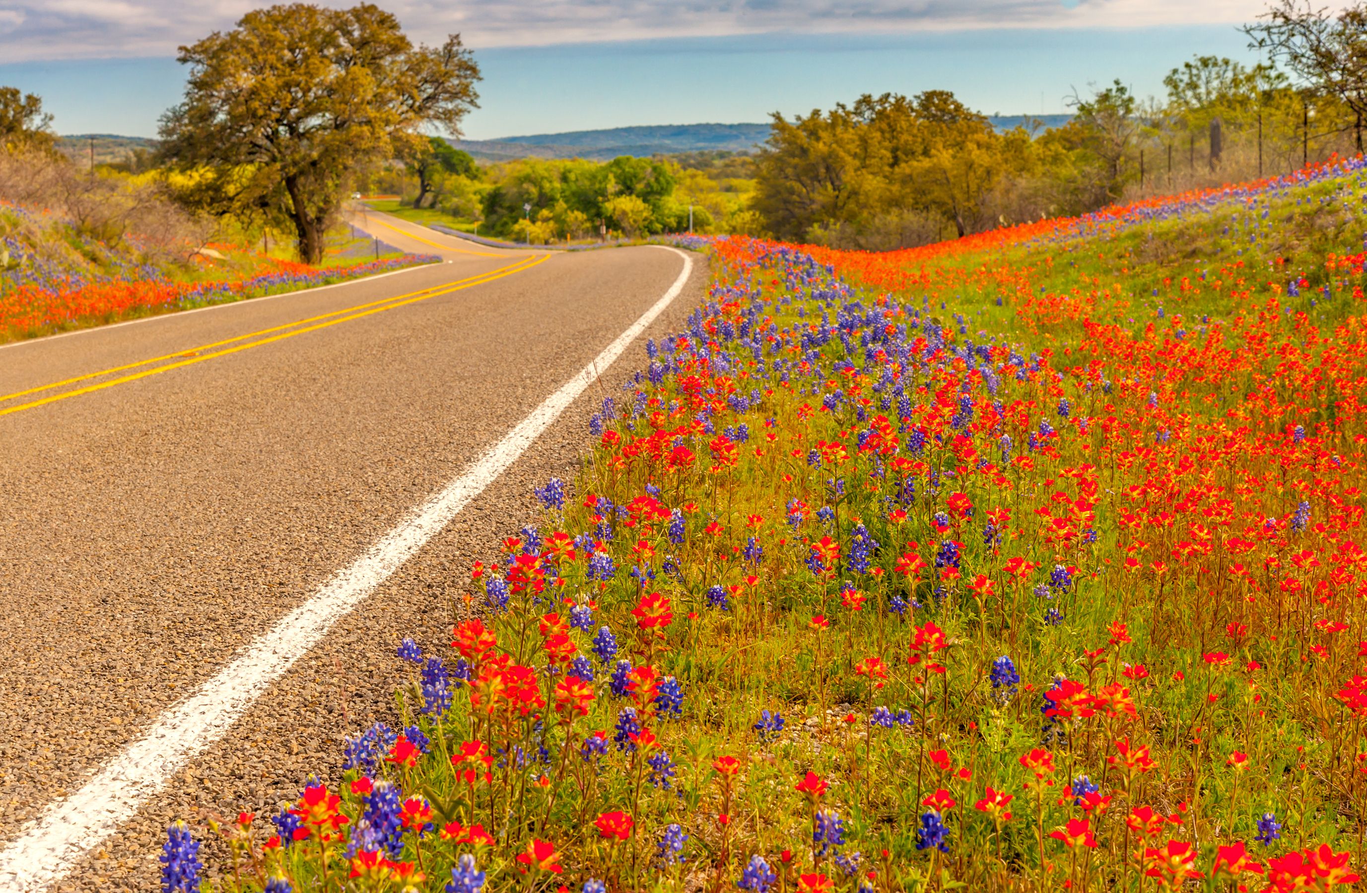 Road Spring Flower Texas Wallpaper:2754x1800