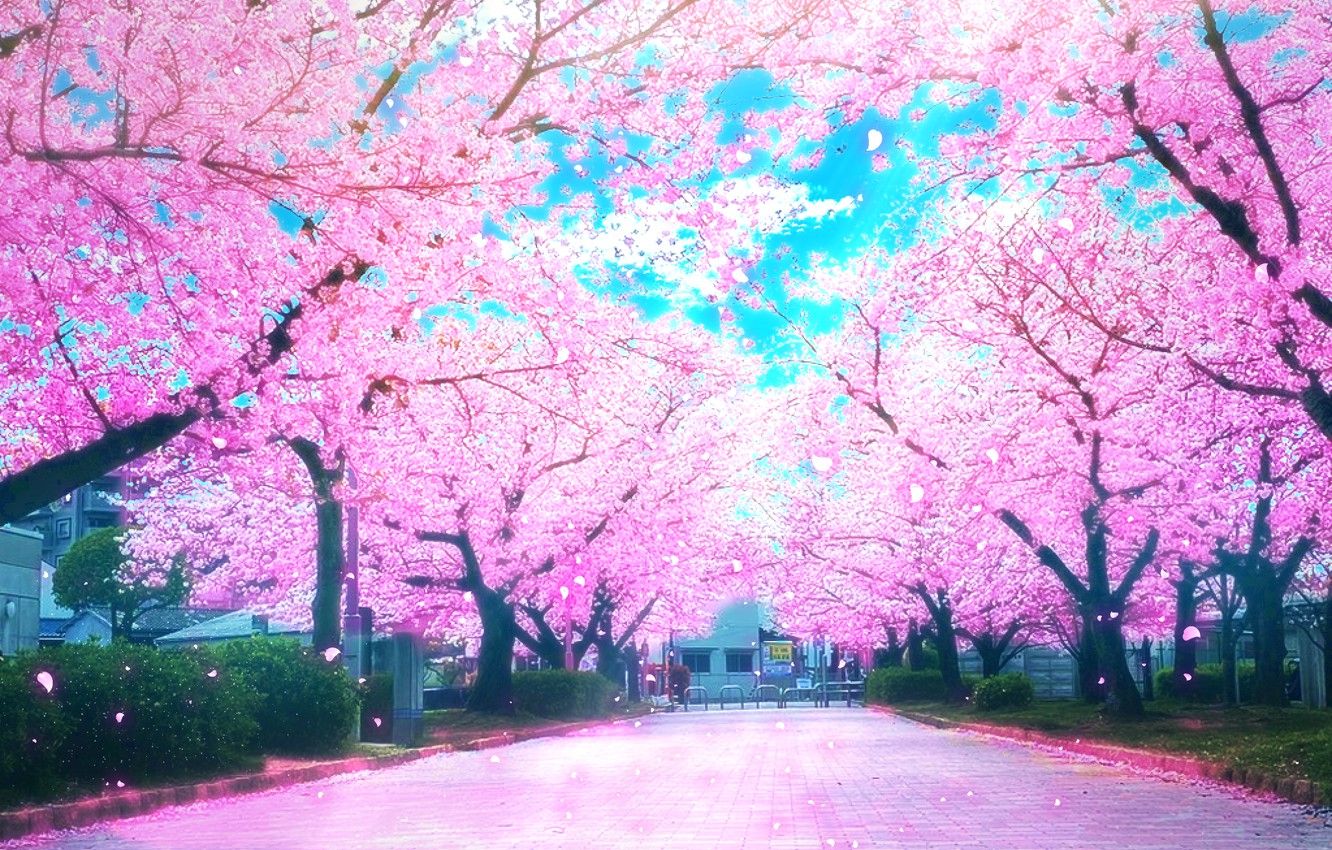 Wallpaper road, spring, Sakura image for desktop, section арт