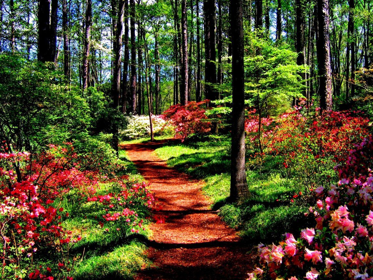 Forest, In, Spring, HD Nature Wallpaper, Road, Wallpaper, 2527x1895. Full HD Wallpaper