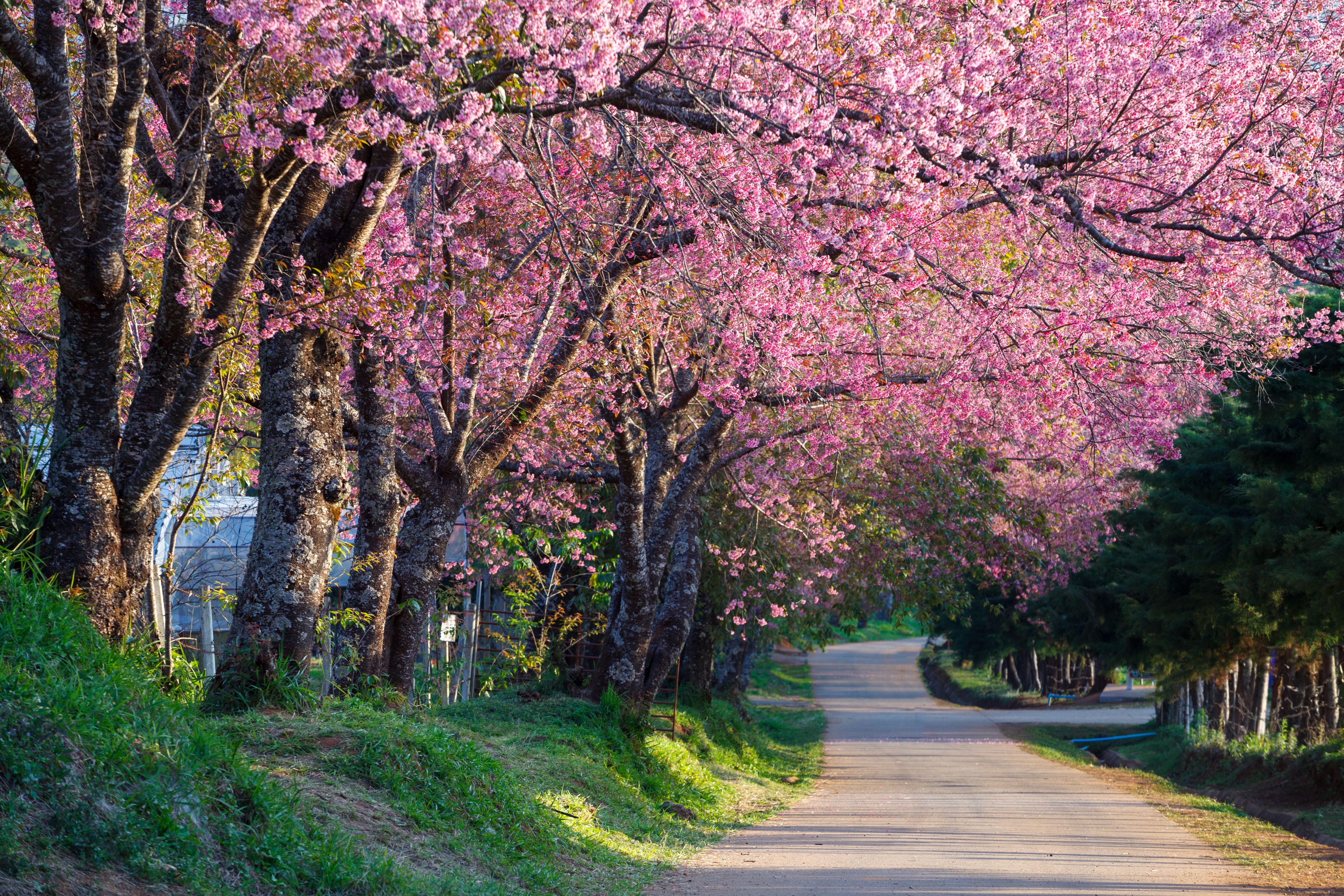 Blossom Cherry Blossom Pink Flower Road Spring Tree Wallpaper:5616x3744