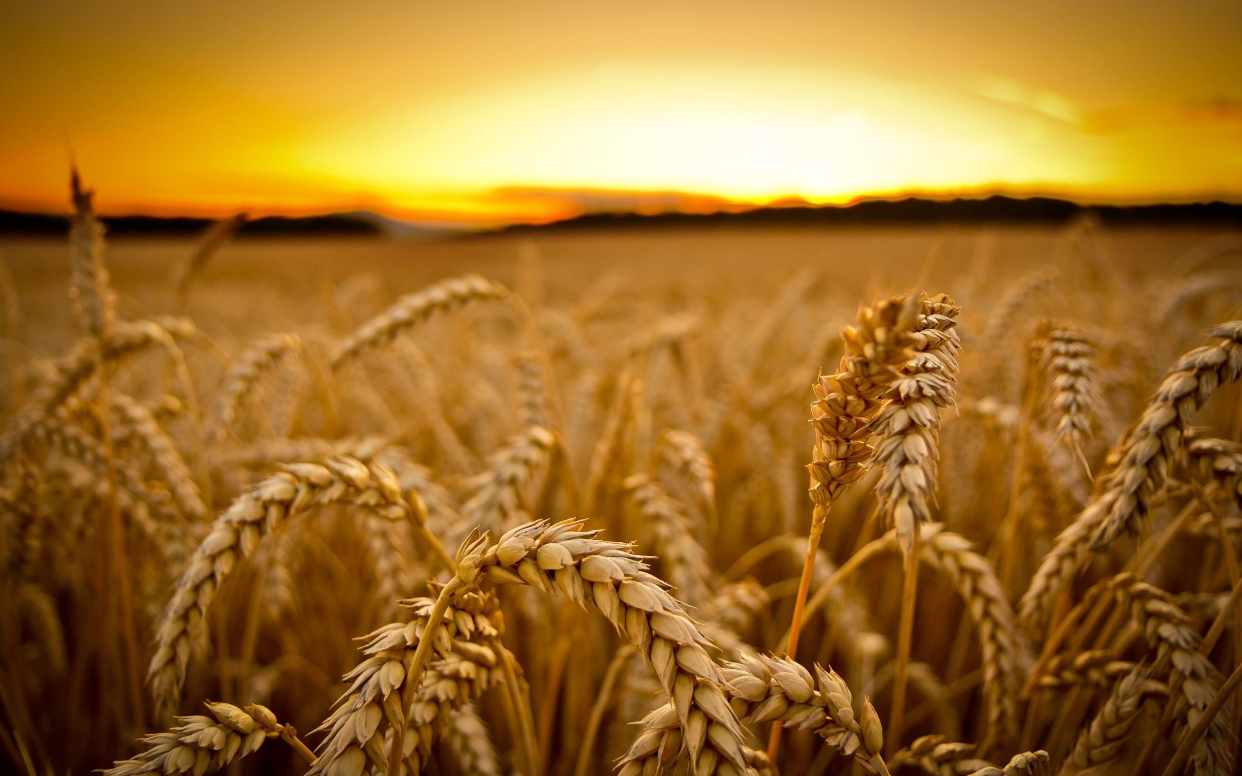 Wheat Harvest Wallpaper