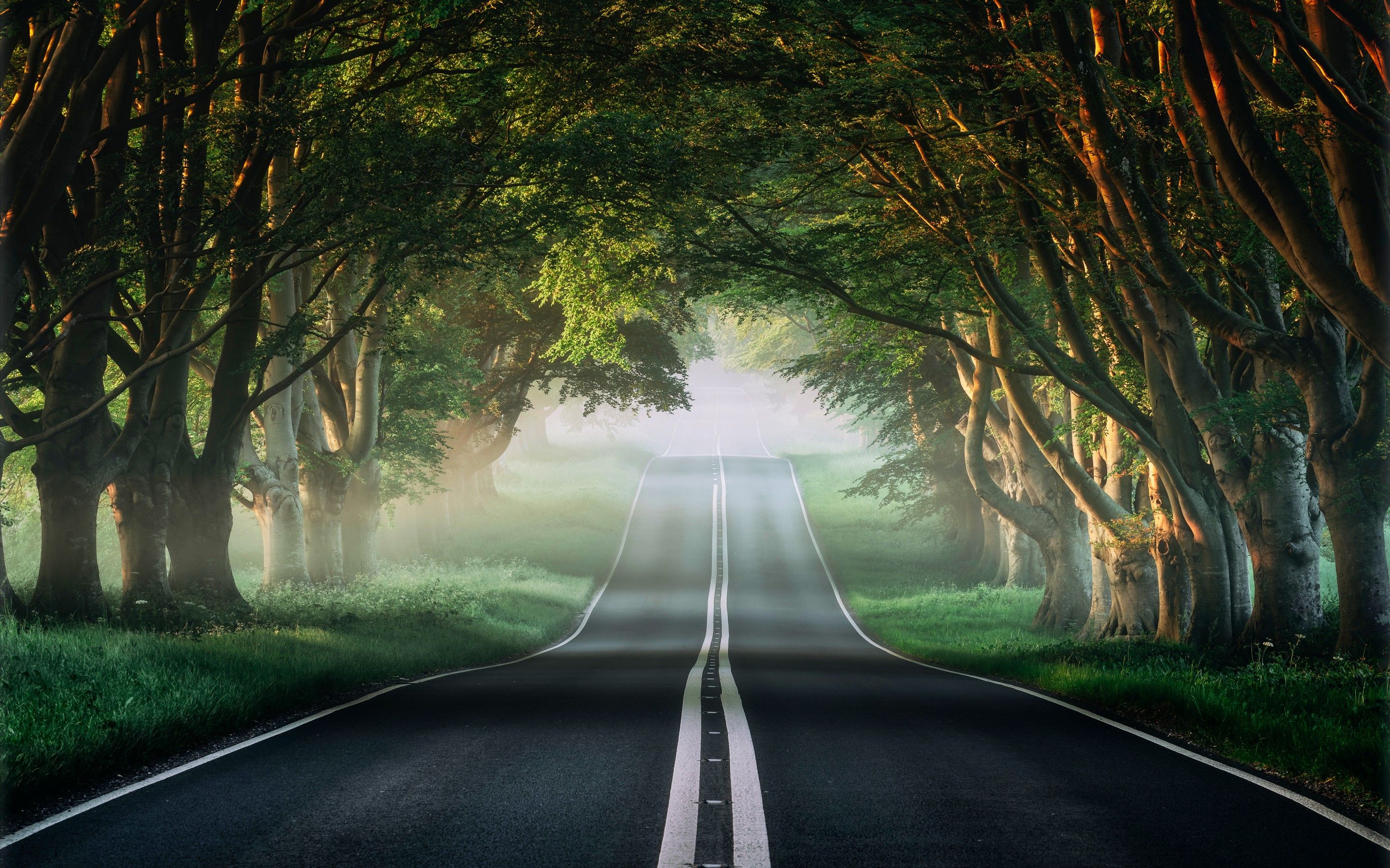 Forest 4K Wallpaper, Road, Mist, Avenue Trees, Plants, Green, Spring, Foggy, Nature