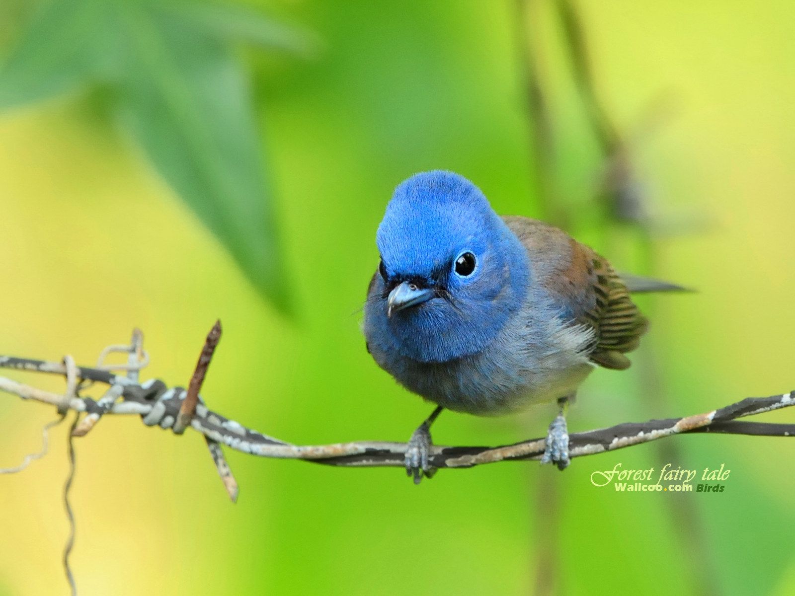 Spring Forest Bird Wallpapers - Wallpaper Cave