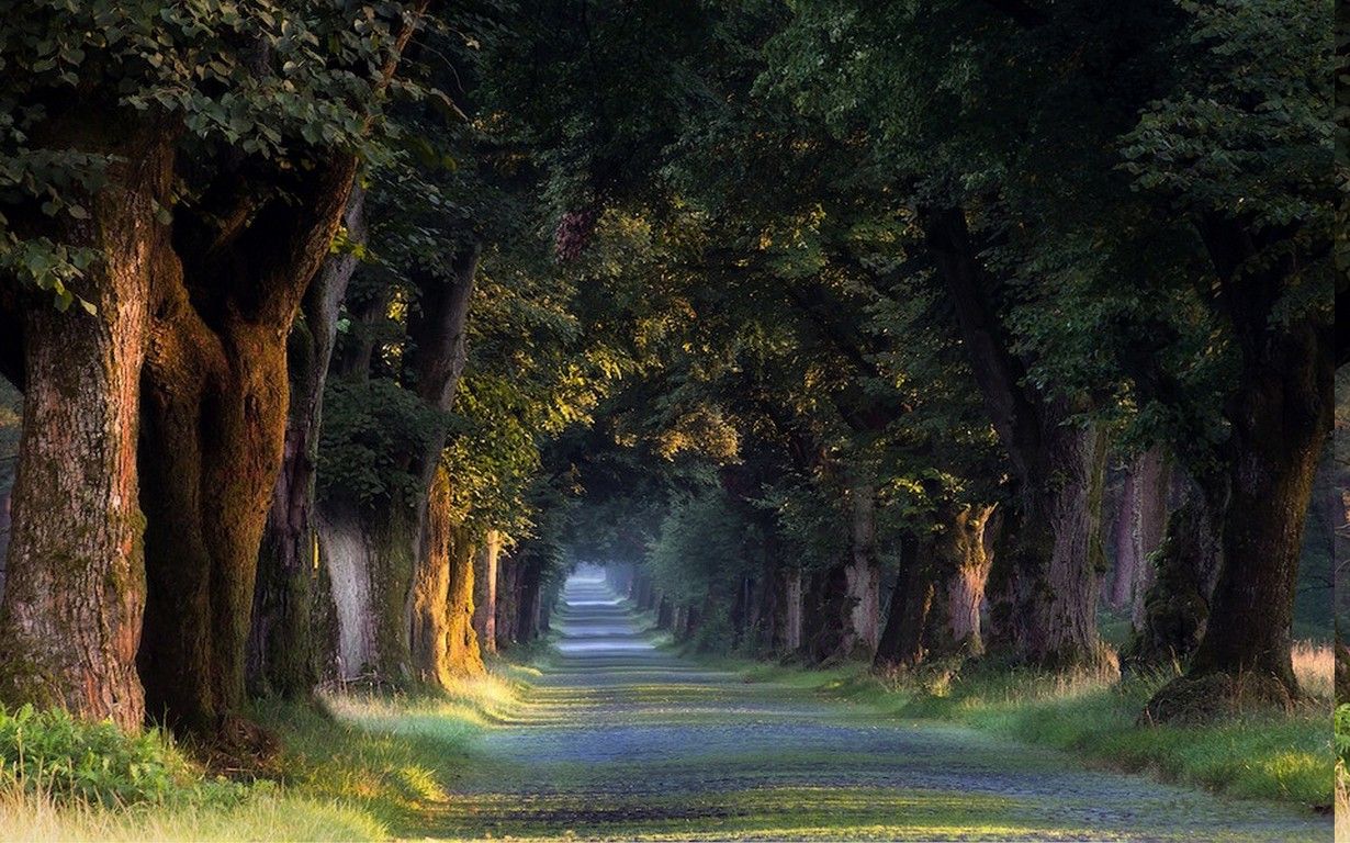 nature, Landscape, Sunrise, Trees, Tunnel, Grass, Road, Spring, Germany Wallpaper HD / Desktop and Mobile Background