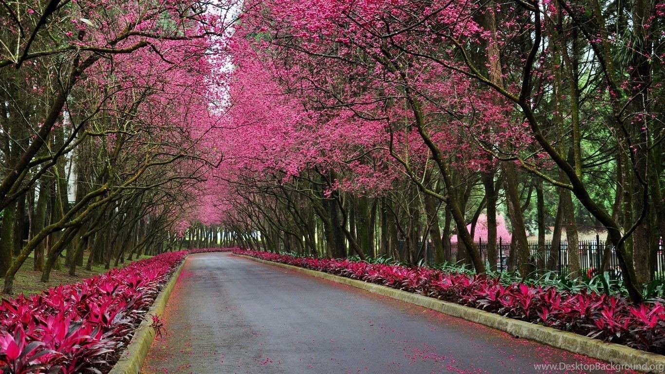 Beautiful Spring Scenery Wallpaper HD 1080p For Desktop Next To The Road HD Wallpaper