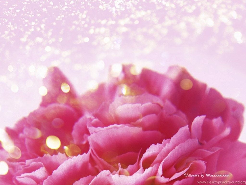 Mothers Day Carnation Flower Wallpaper 1024768 No41 Wallpaper. Desktop Background