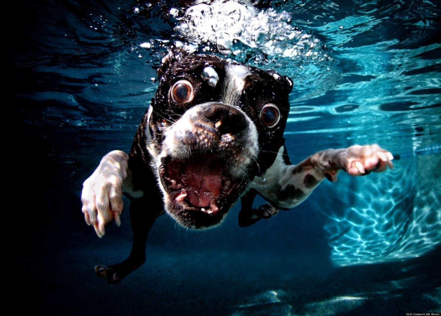 Swimming Dogs Wallpapers - Wallpaper Cave
