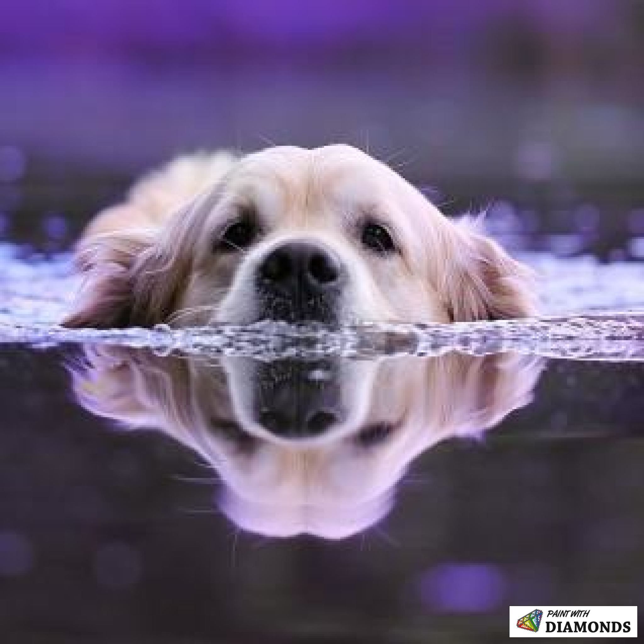 Purple Reflection. Dog swimming, Dogs, Dog life