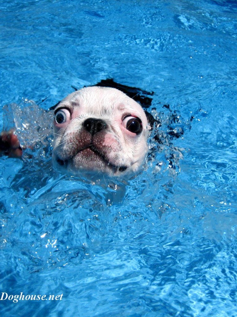 Free download Dog Swimming Wallpaper Super Wallpaper [1280x1024] for your Desktop, Mobile & Tablet. Explore Swimming Wallpaper. Model Wallpaper, Swimming Pool Wallpaper, Pool Wallpaper