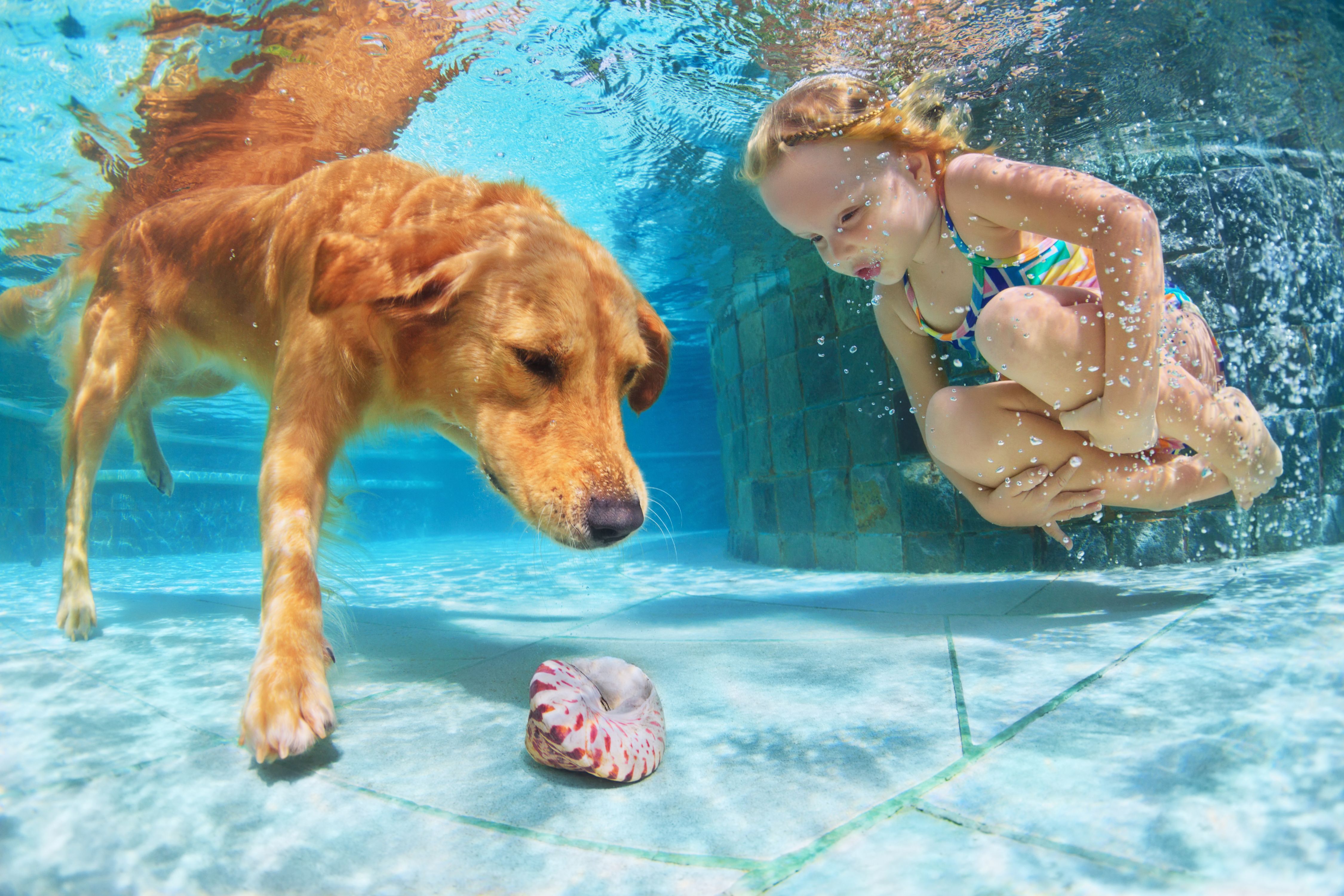 Photo Animals Little girls Dogs Underwater world Pools 4500x3000