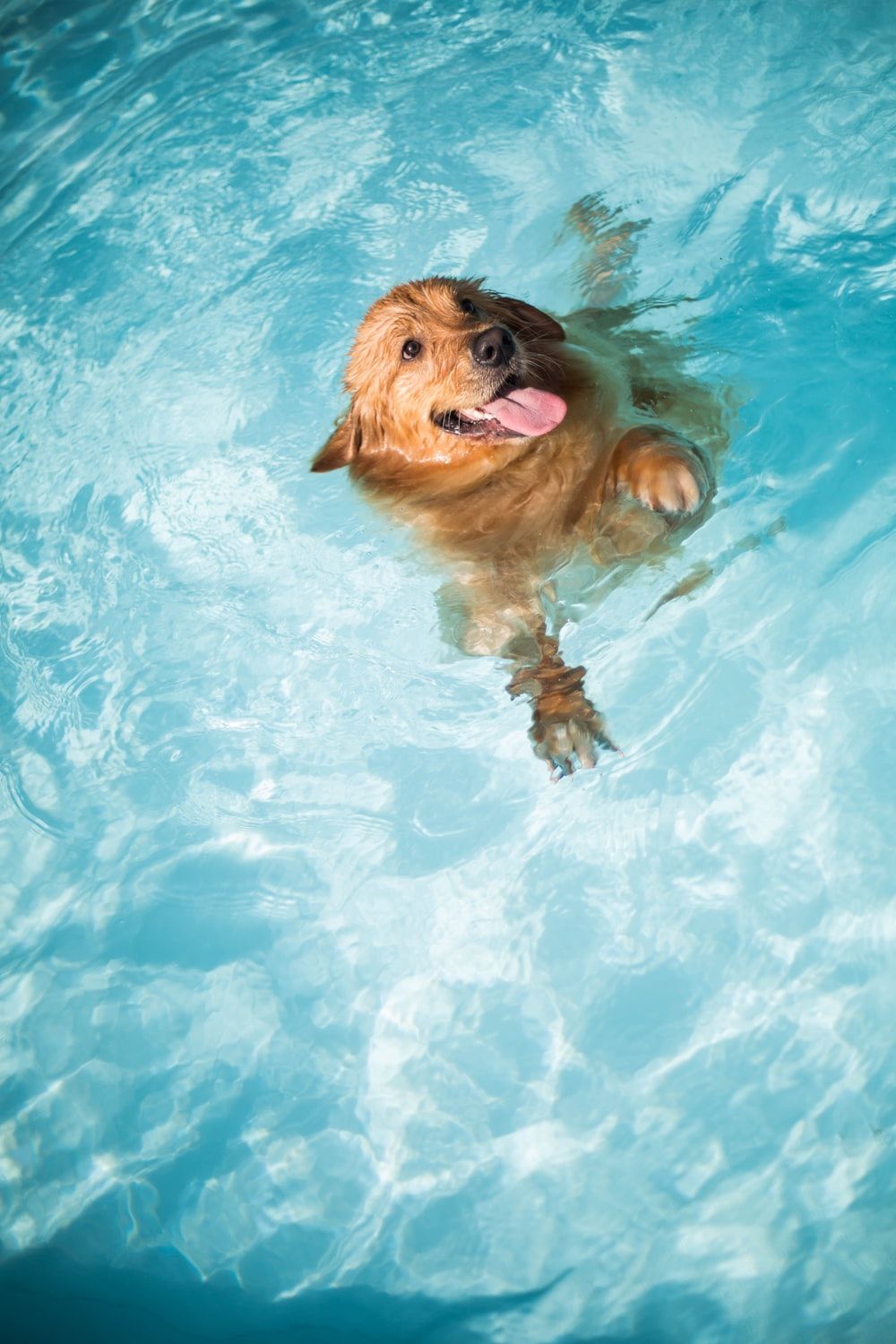 Dog In Pool Picture. Download Free Image
