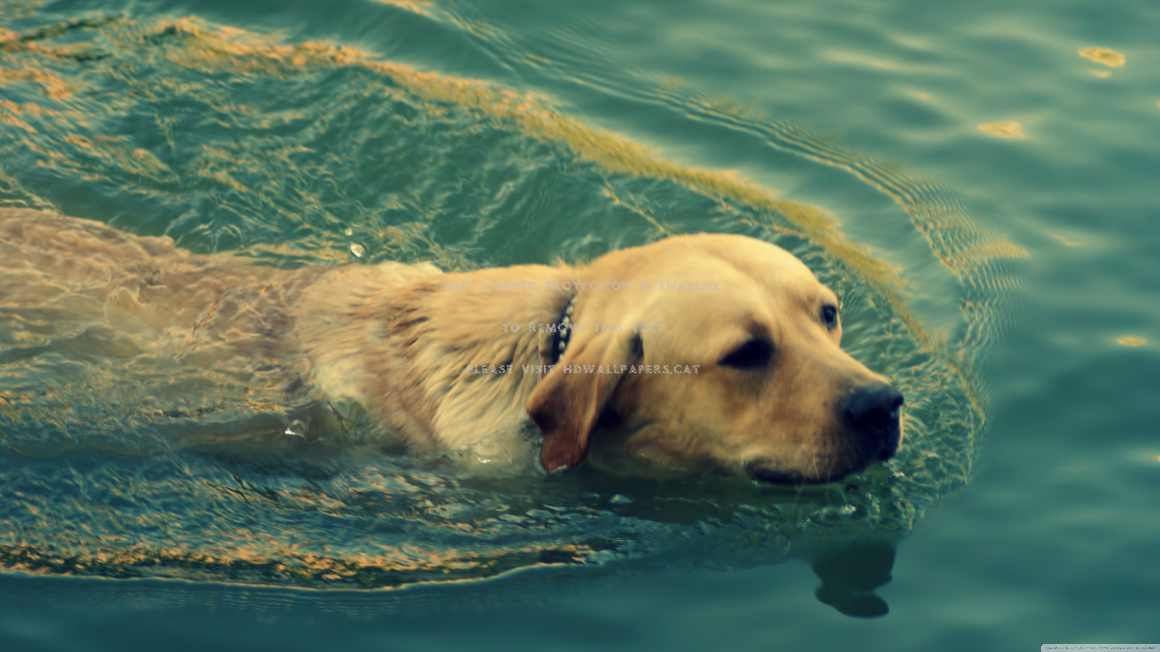 dog swimming water goldern retriever