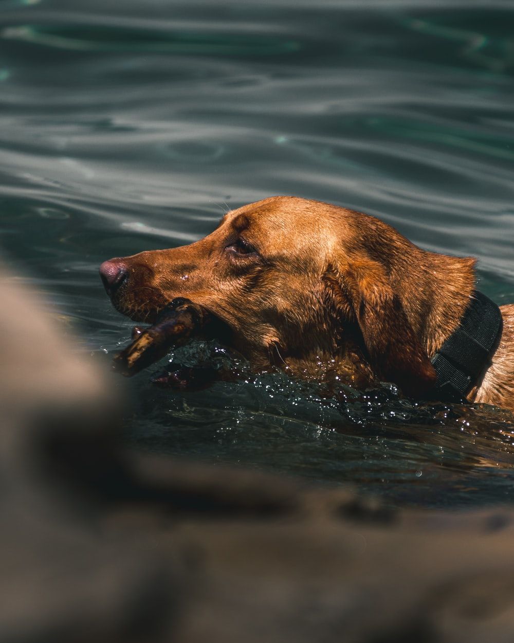 Dog Swimming Picture. Download Free Image