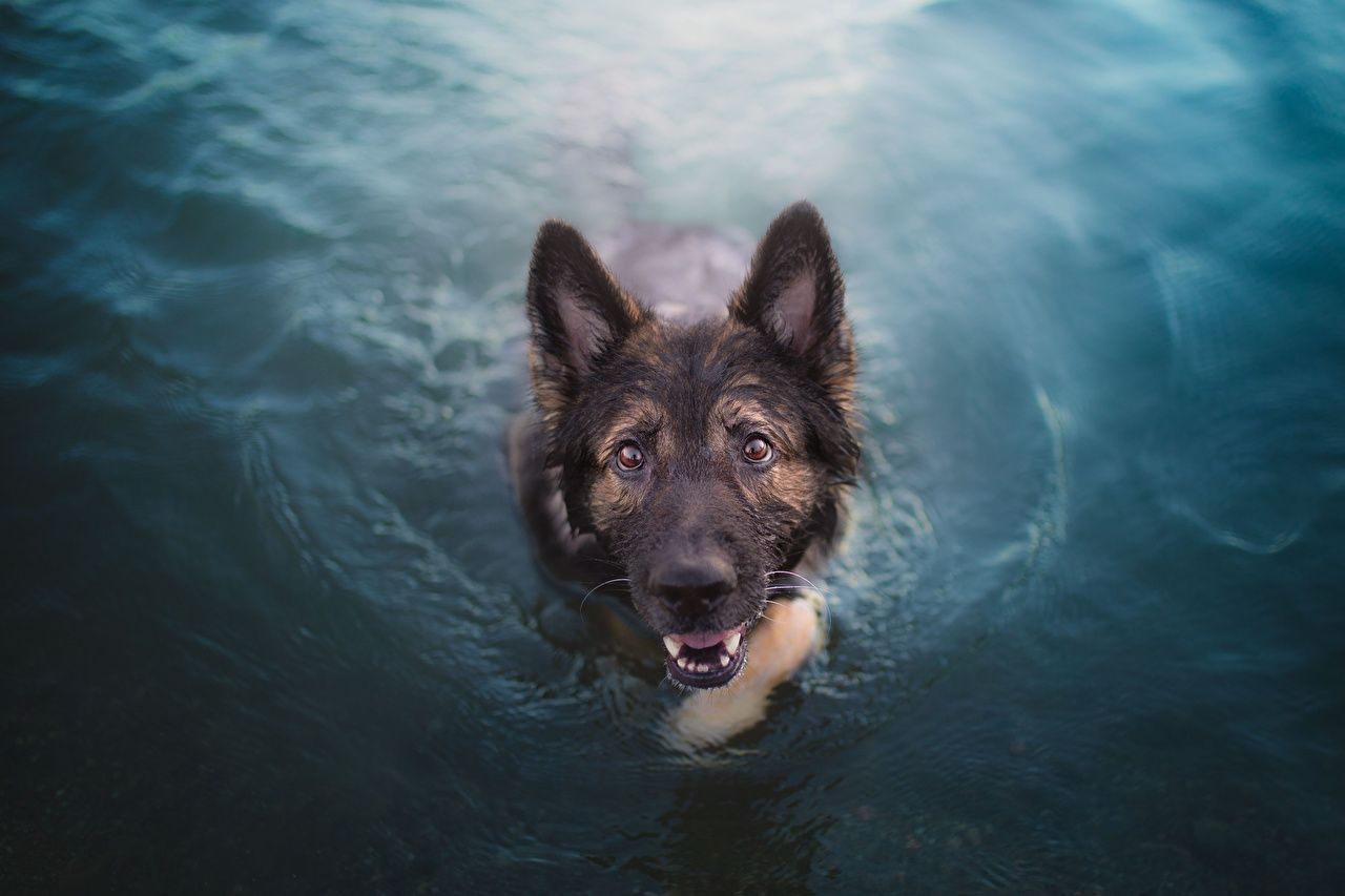 Desktop Wallpaper German Shepherd dog swimming Water Animals