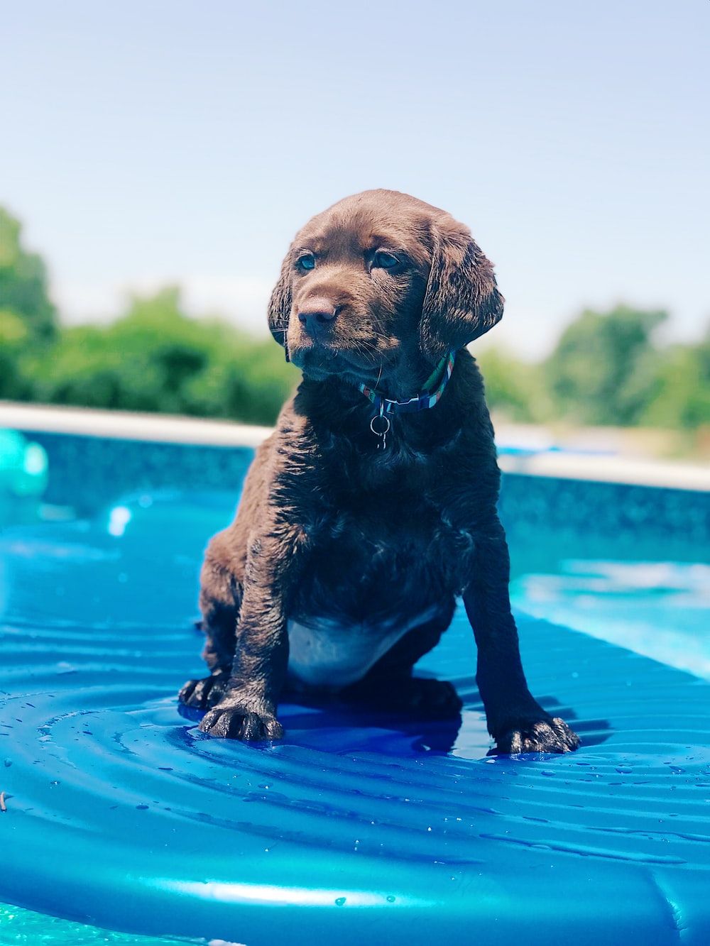 Dog In Pool Picture. Download Free Image