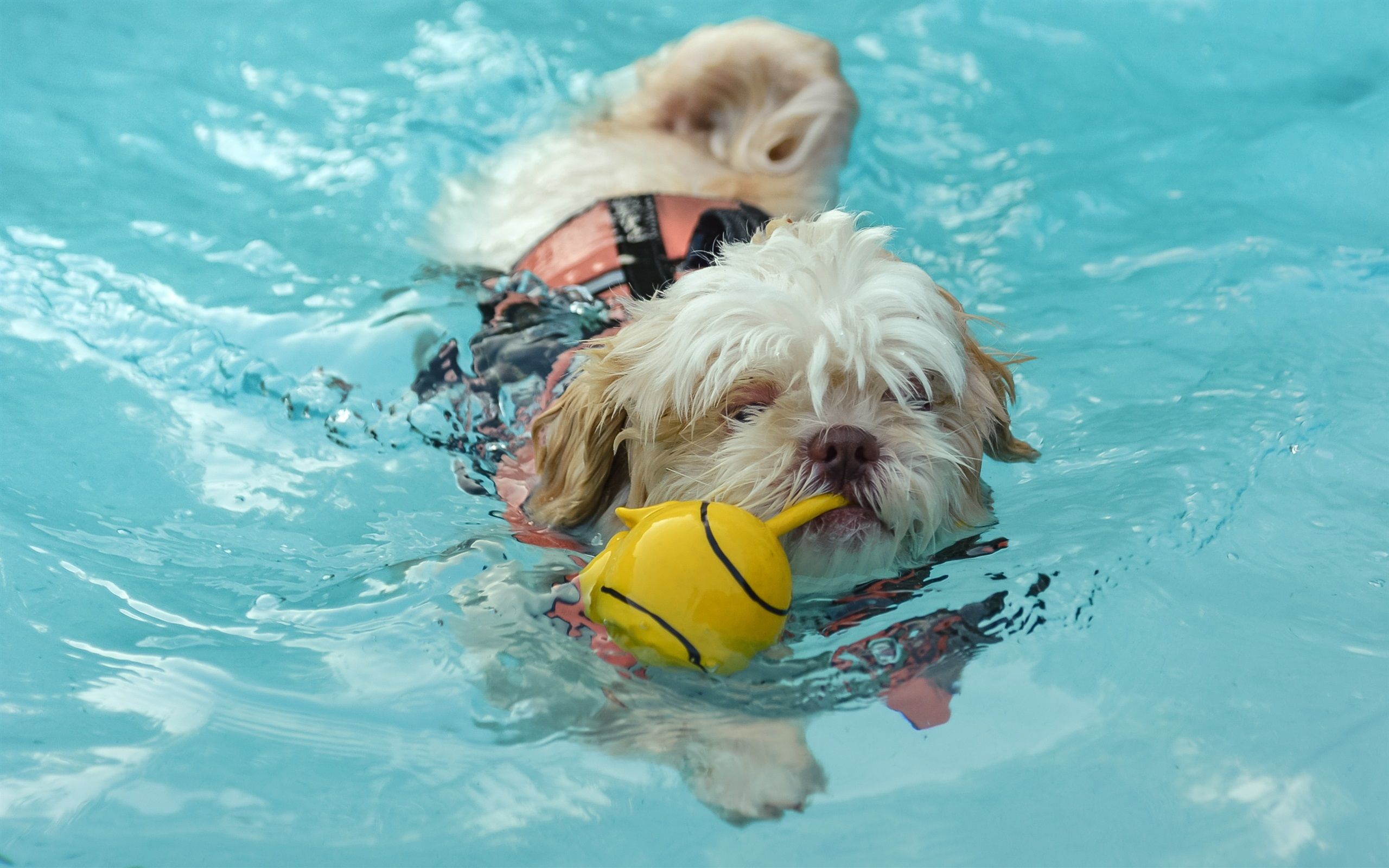Wallpaper Dog swimming in water 2560x1600 HD Picture, Image