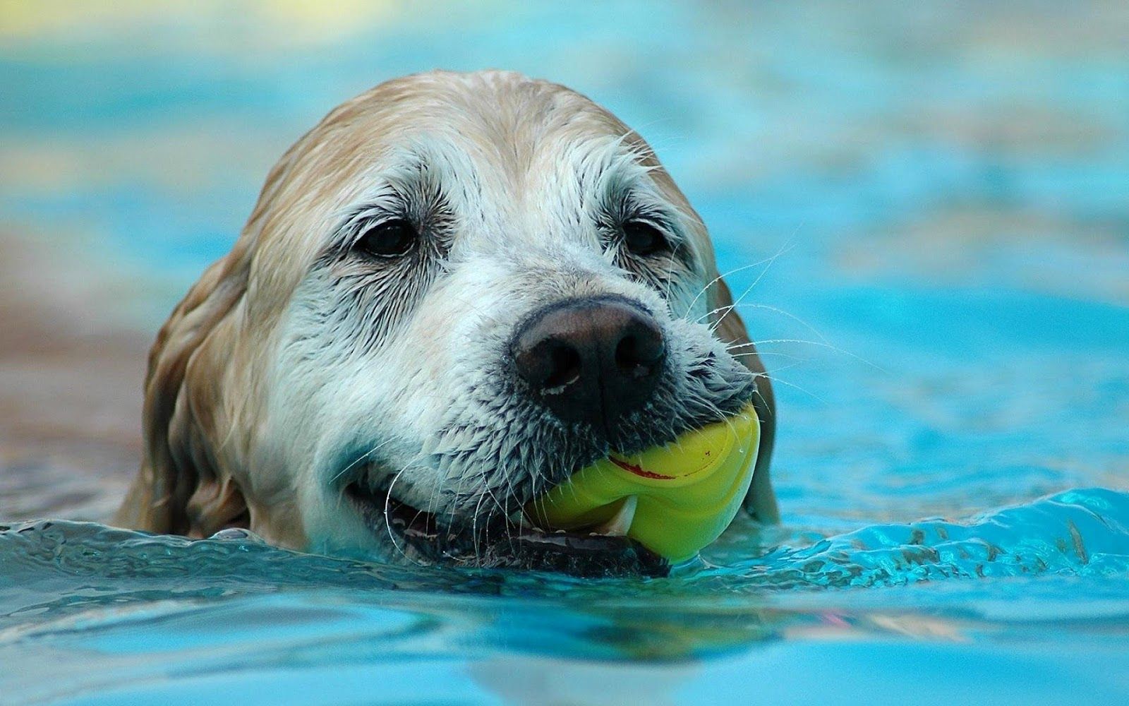 Wallpaper Joo: Picture of dog with ball in water