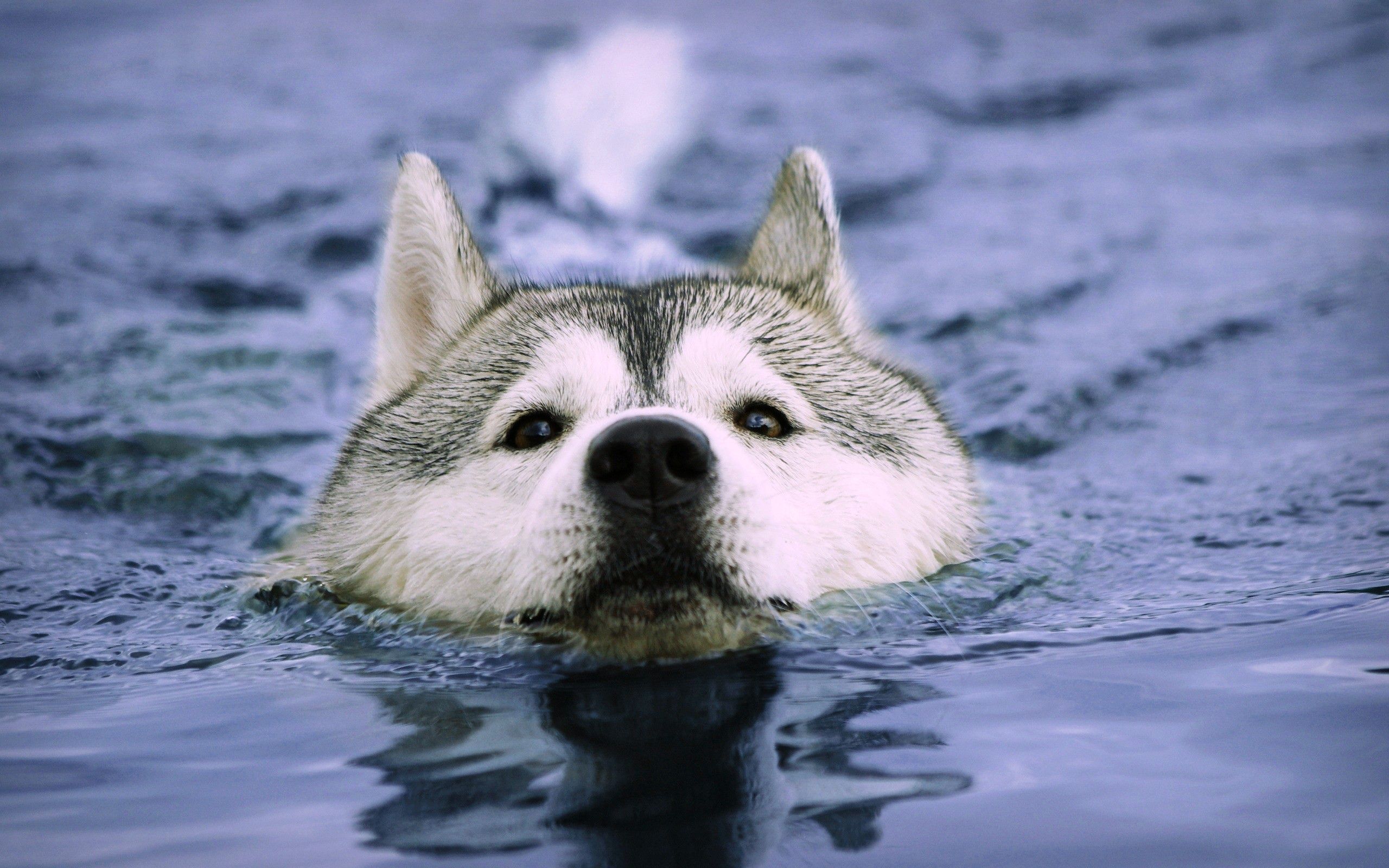Dogs in Water Wallpaper