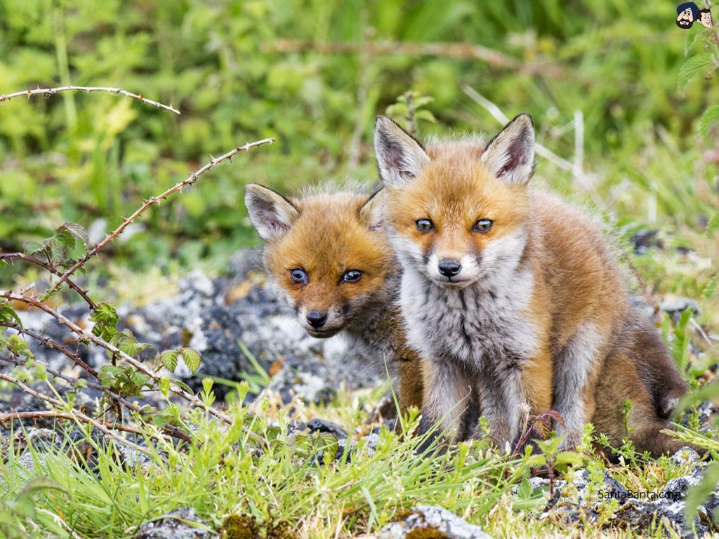 Swift Foxes Light Orange Tan Fox Around The Size Of A Domestic Cat