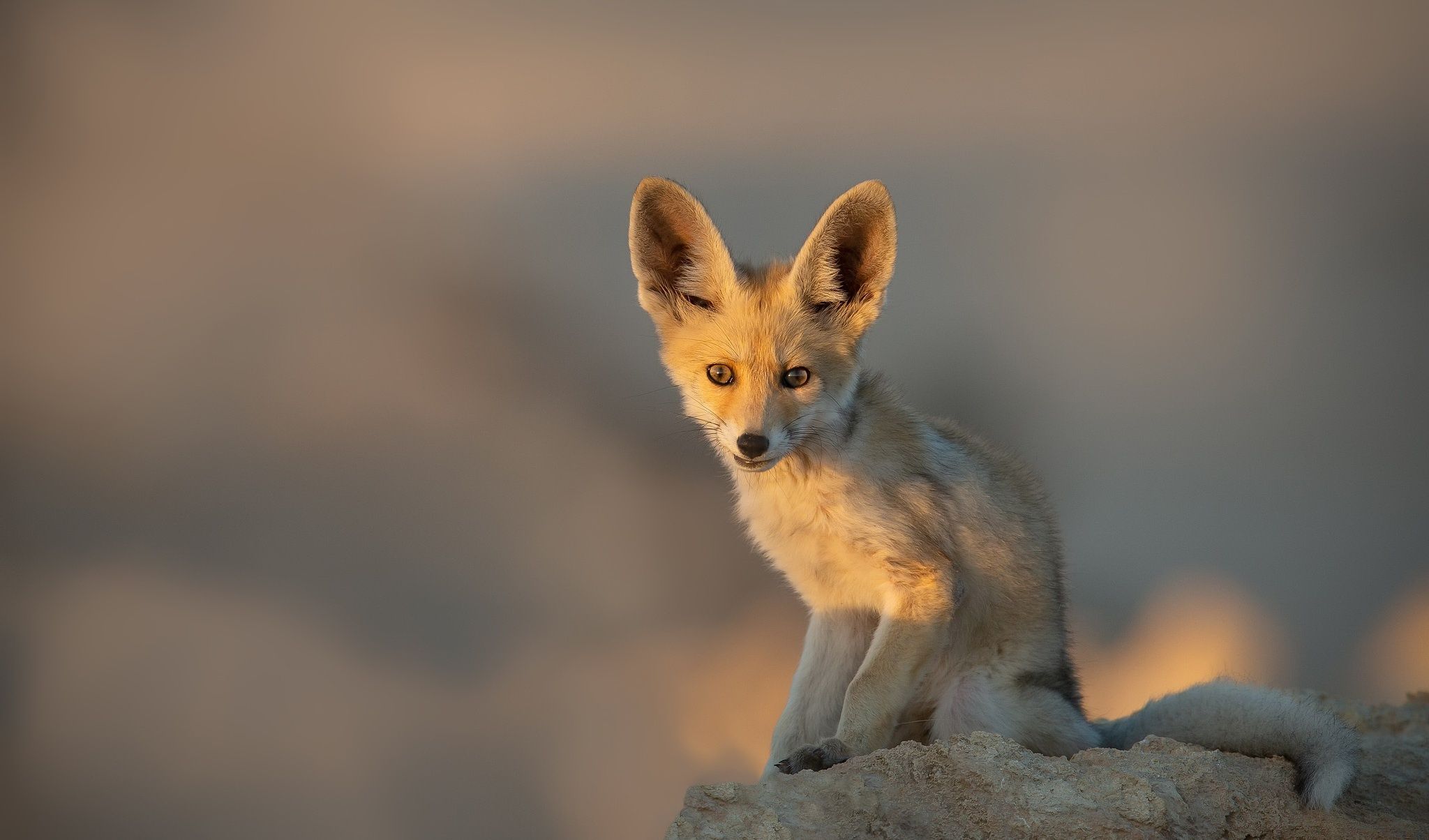 Fox Swift Fox Wildlife Wallpaper:2048x1204