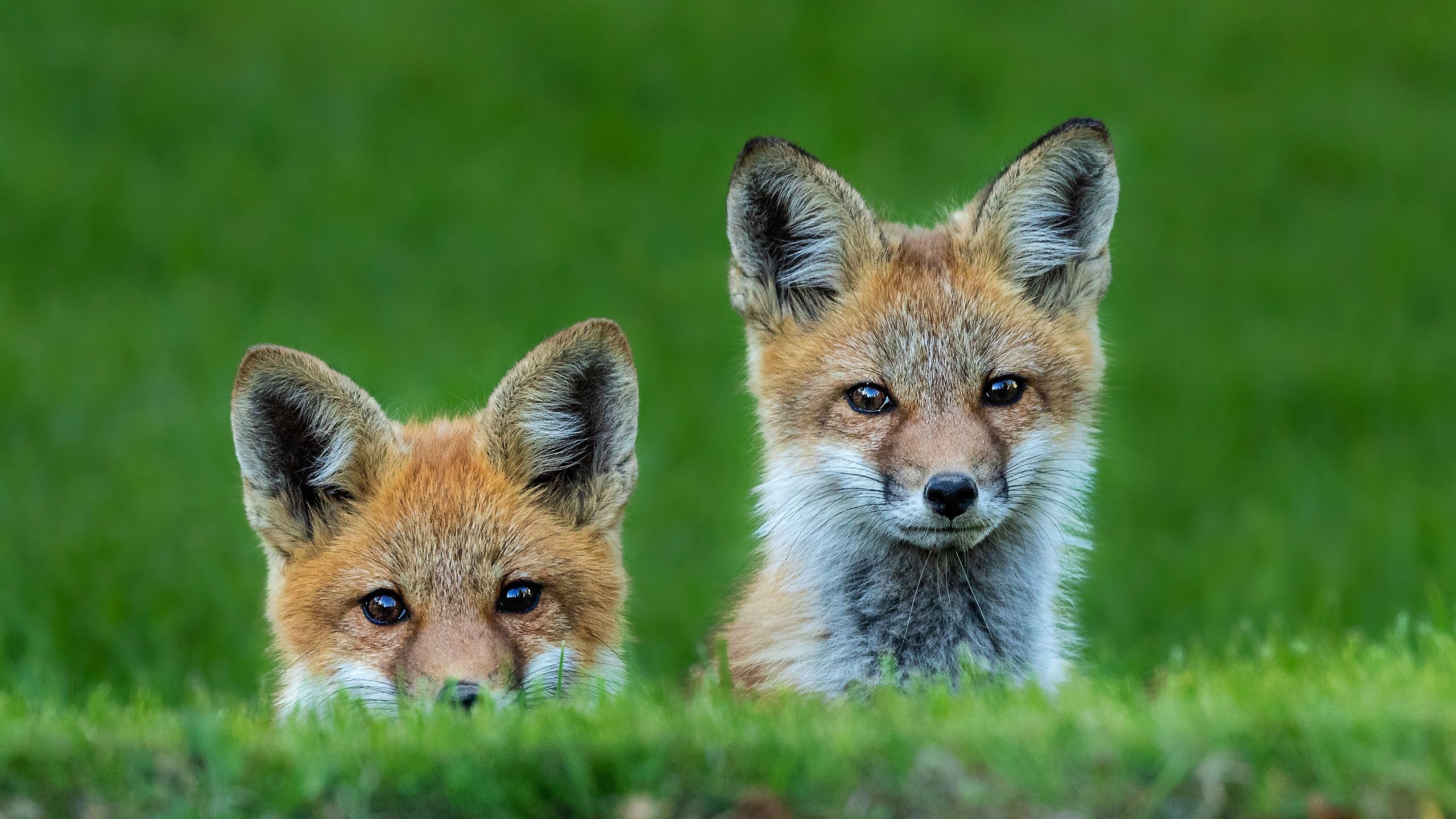Cute fox HD Wallpaper & Background