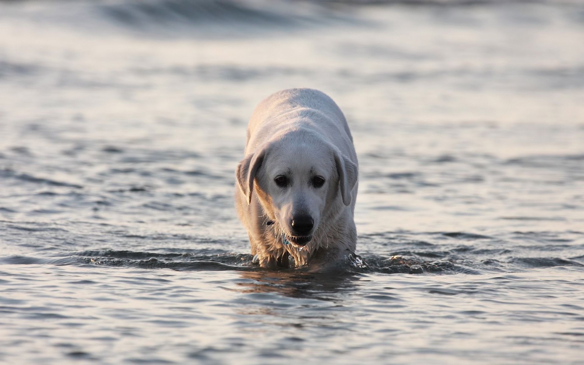 Labrador, Dog, Water, Wet wallpaper
